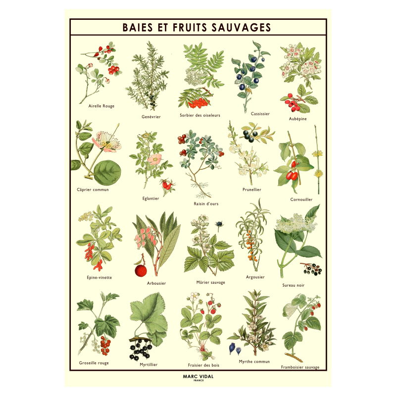 poster_baies_fruits_sauvages_marc_vidal